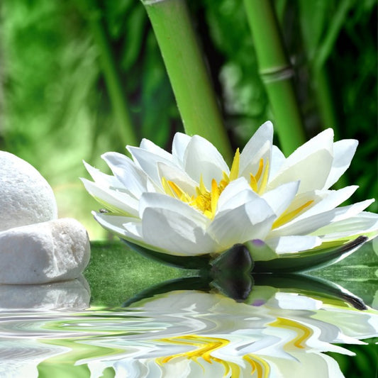 Floating white lily