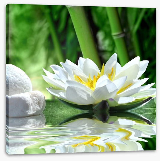 Floating white lily