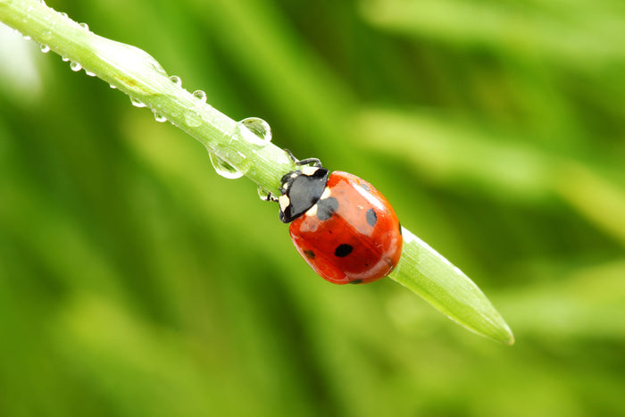 Insects