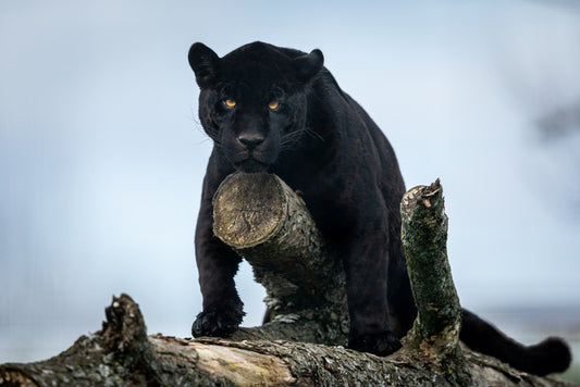 Nature of the beast