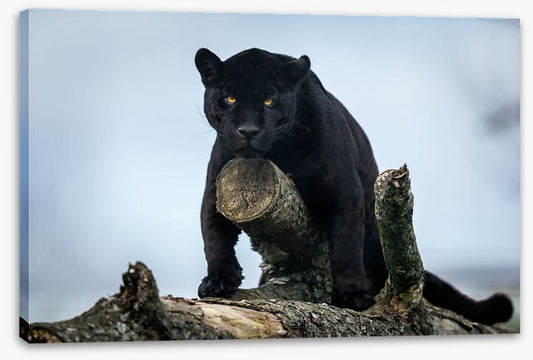 Nature of the beast