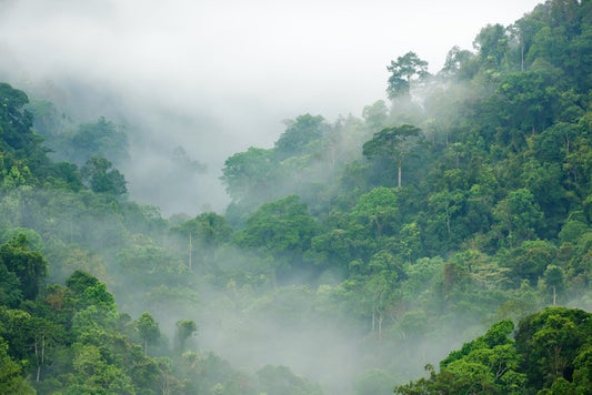 Mist in the rainforest