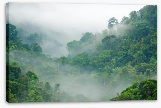 Mist in the rainforest