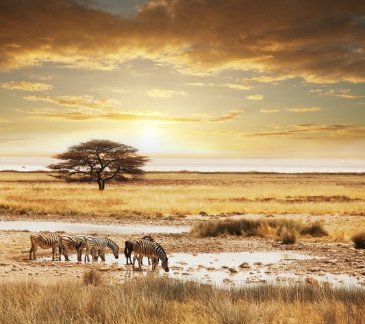 Zebras at the waterhole