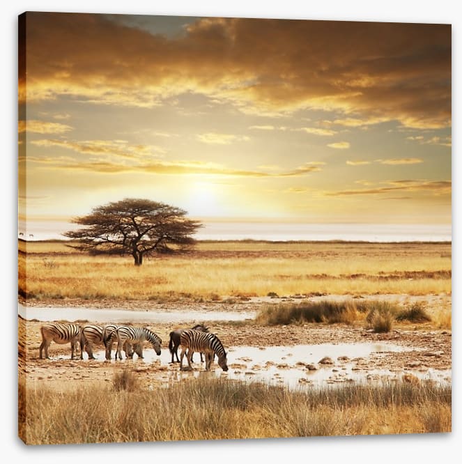 Zebras at the waterhole