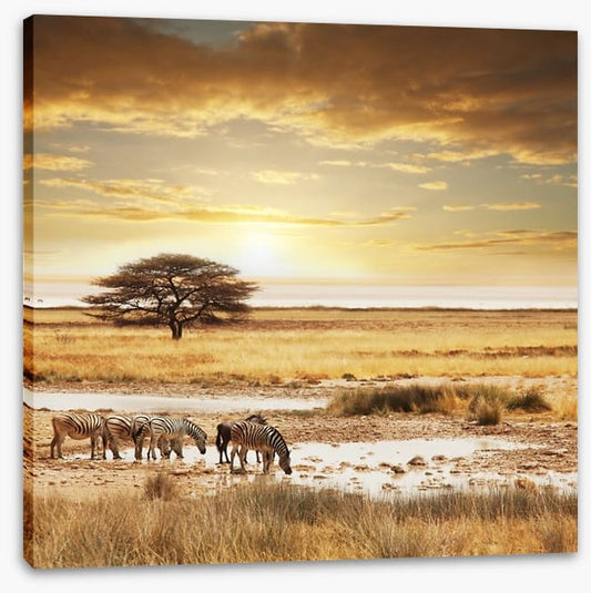 Zebras at the waterhole