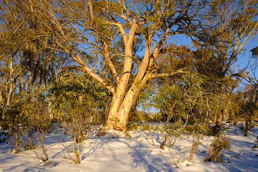 Snow gum shadows