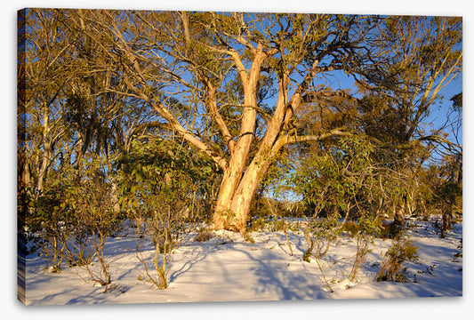 Snow gum shadows