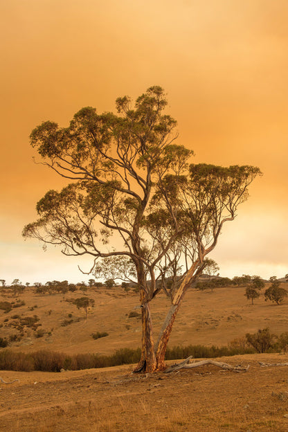 Under a smoky sky