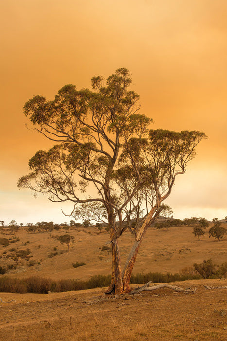 Under a smoky sky