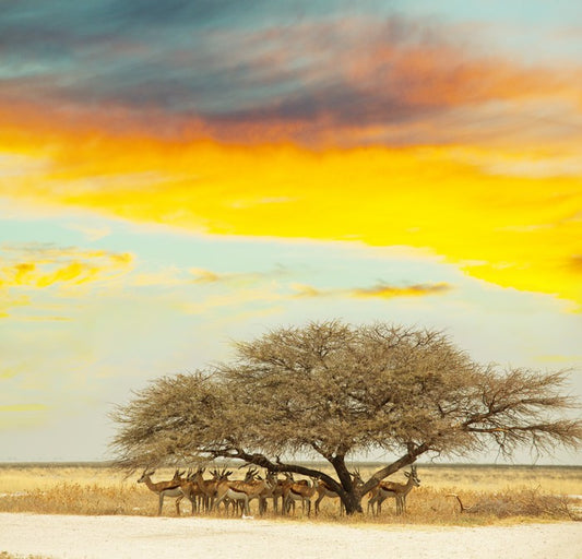 Gazelle gathering