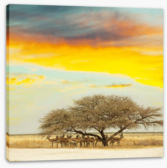 Gazelle gathering