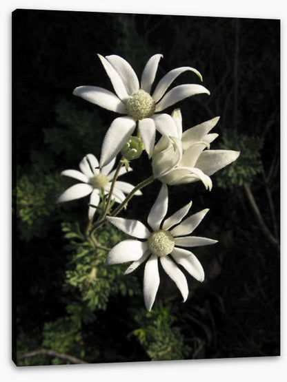 Flannel flowers