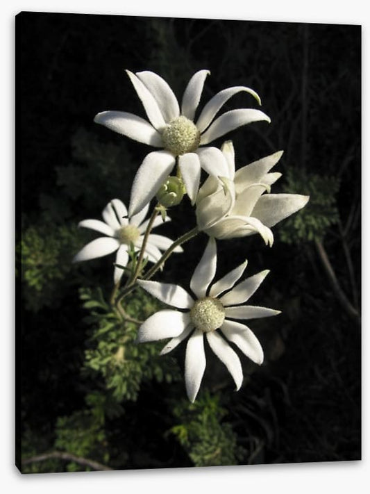 Flannel flowers