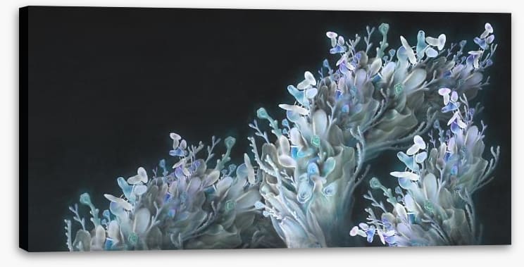Coral me blue