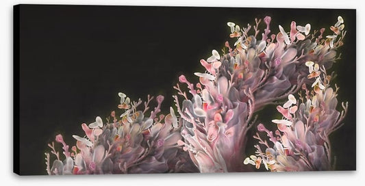 Coral me pink