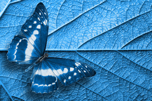 Blue leaf butterfly