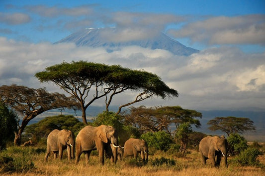 Mount Kilimanjaro elephants