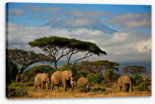 Mount Kilimanjaro elephants