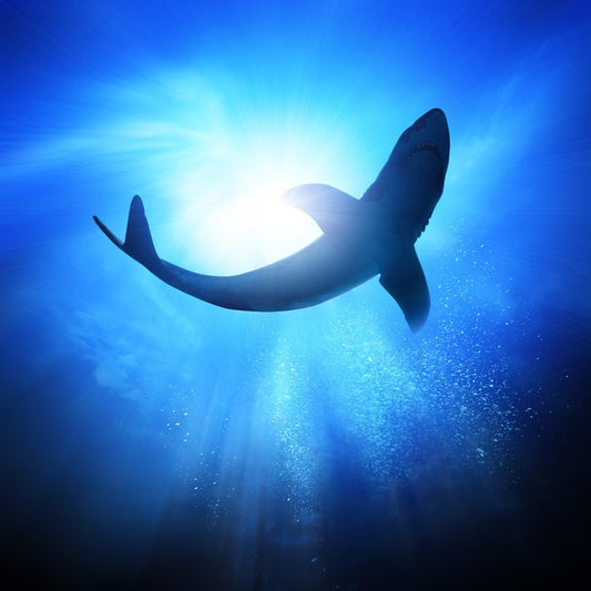 Shark light
