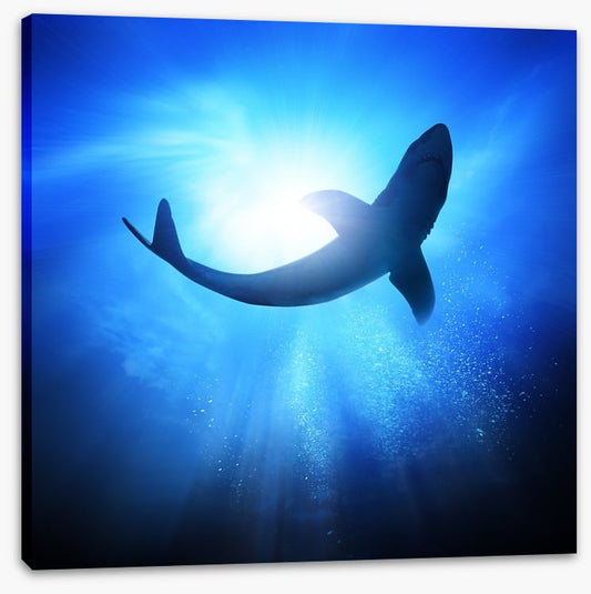 Shark light