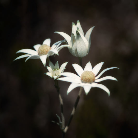 Four flannel flowers