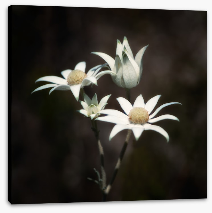 Four flannel flowers
