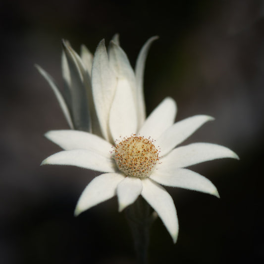 One flannel flower