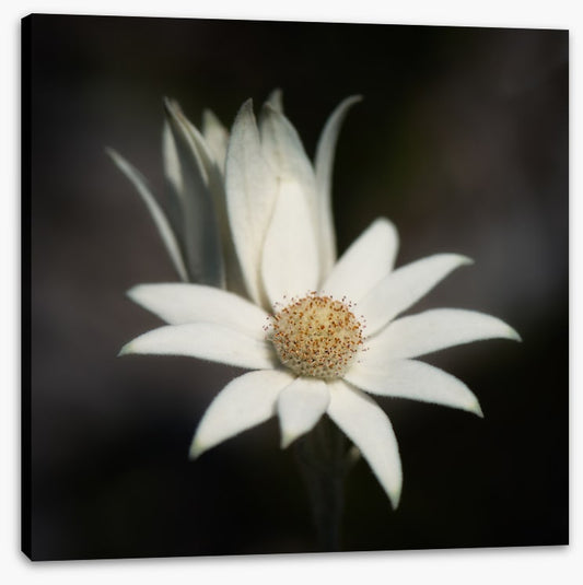 One flannel flower