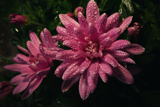 Midnight dew