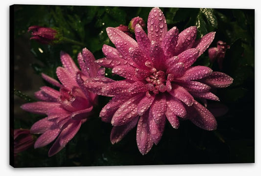 Midnight dew