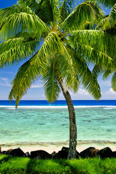 Prime spot palm