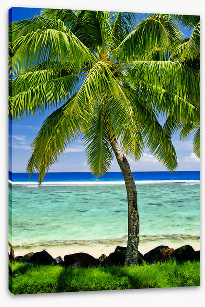 Prime spot palm