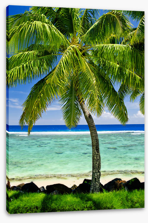 Prime spot palm
