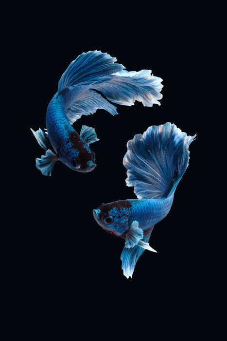 Betta blues