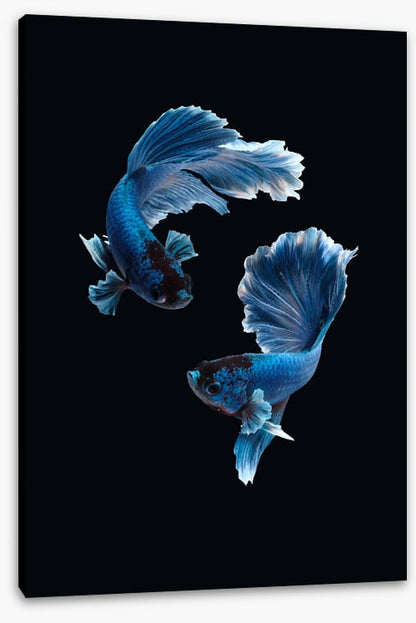Betta blues