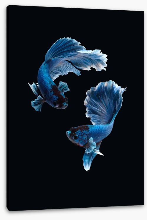 Betta blues