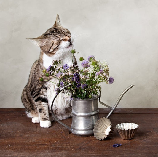 Curiosity tickled the cat