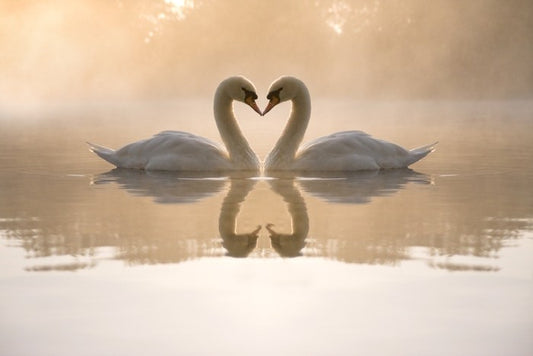Dawning love