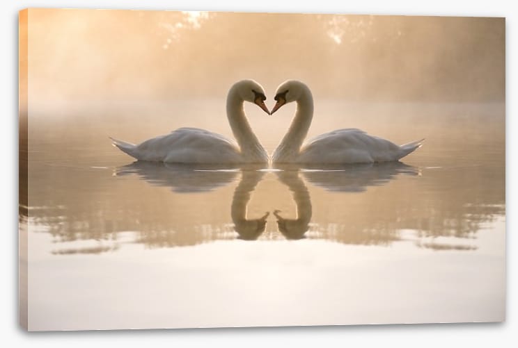 Dawning love