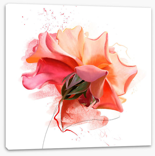 Feeling rosy III