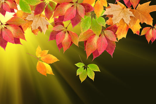 Leaves