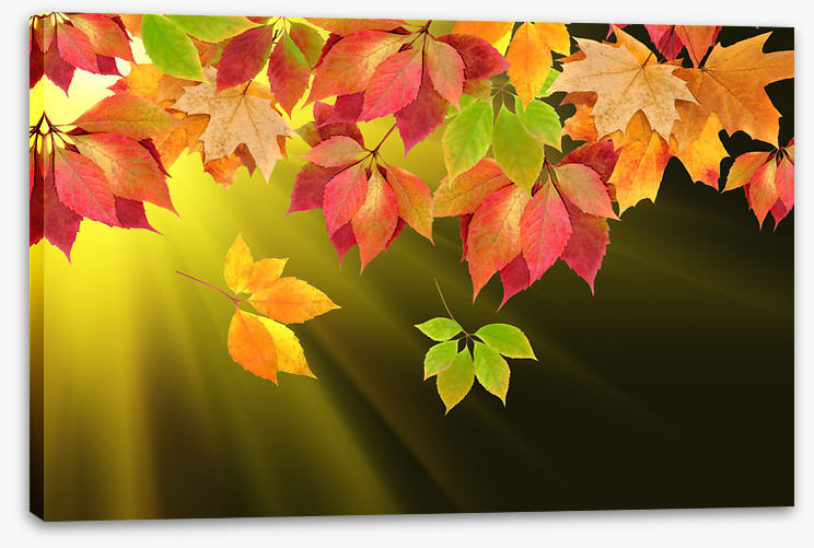 Leaves
