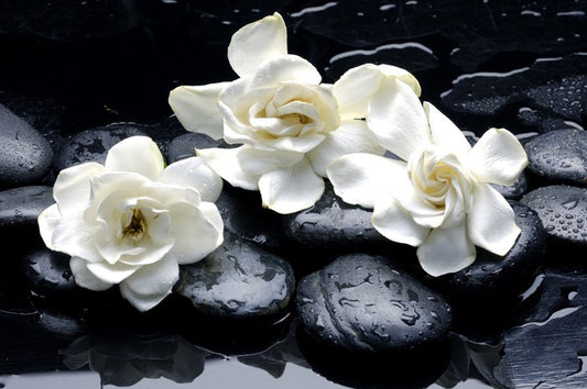 Gardenia flowers and pebbles