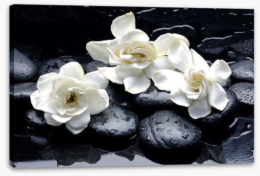 Gardenia flowers and pebbles