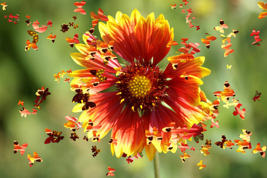 Spring wings