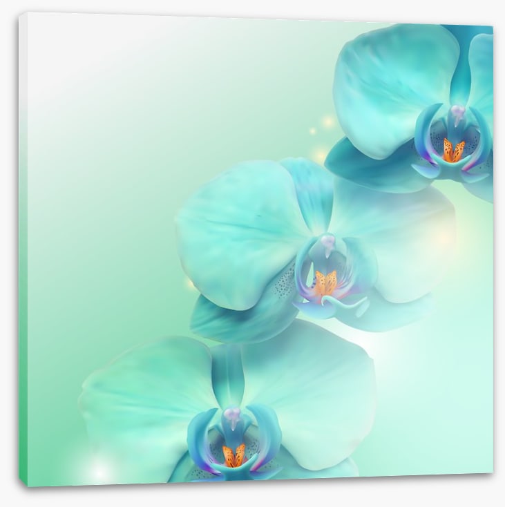 Orchid enlightenment