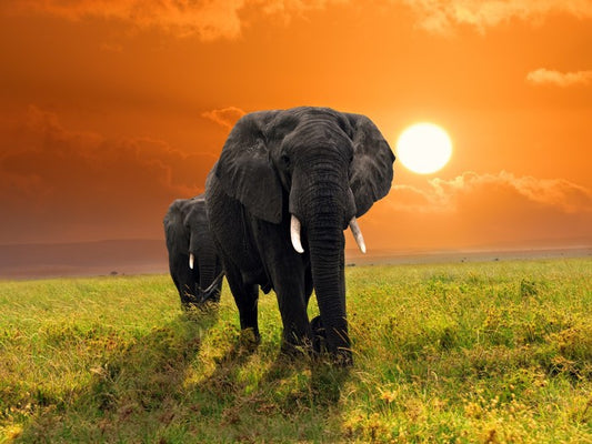 Serengeti steps