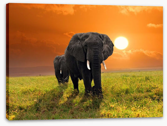 Serengeti steps