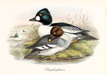 Bucephala clangula